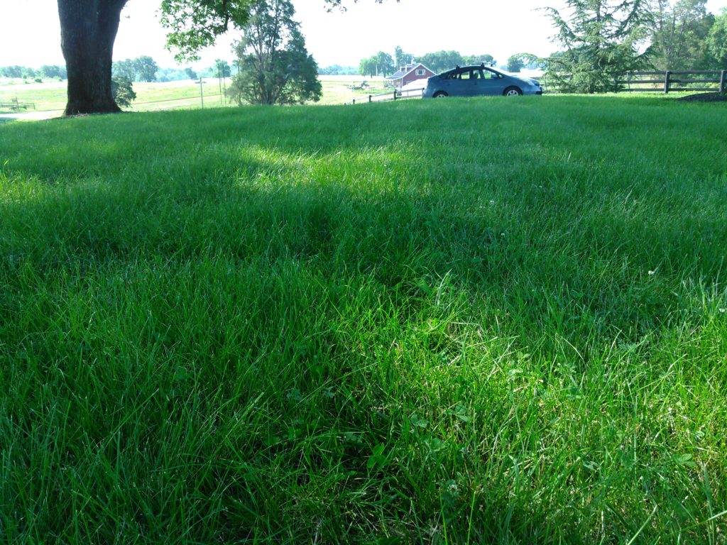 Beautiful grass through organic and natural maintenance