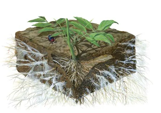 Fungal network and hyphae illustration
