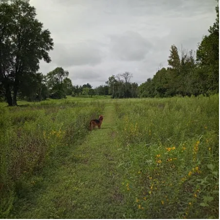 Savanna alleys at rapidan river floodplain restoration