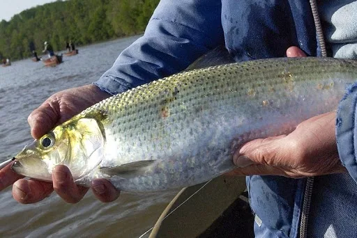 Rapidan Fish Passage Project shad biodiversity resilience