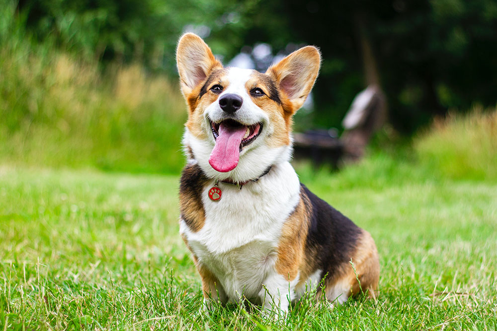 dog sitting on environmentally friendly lawn grass