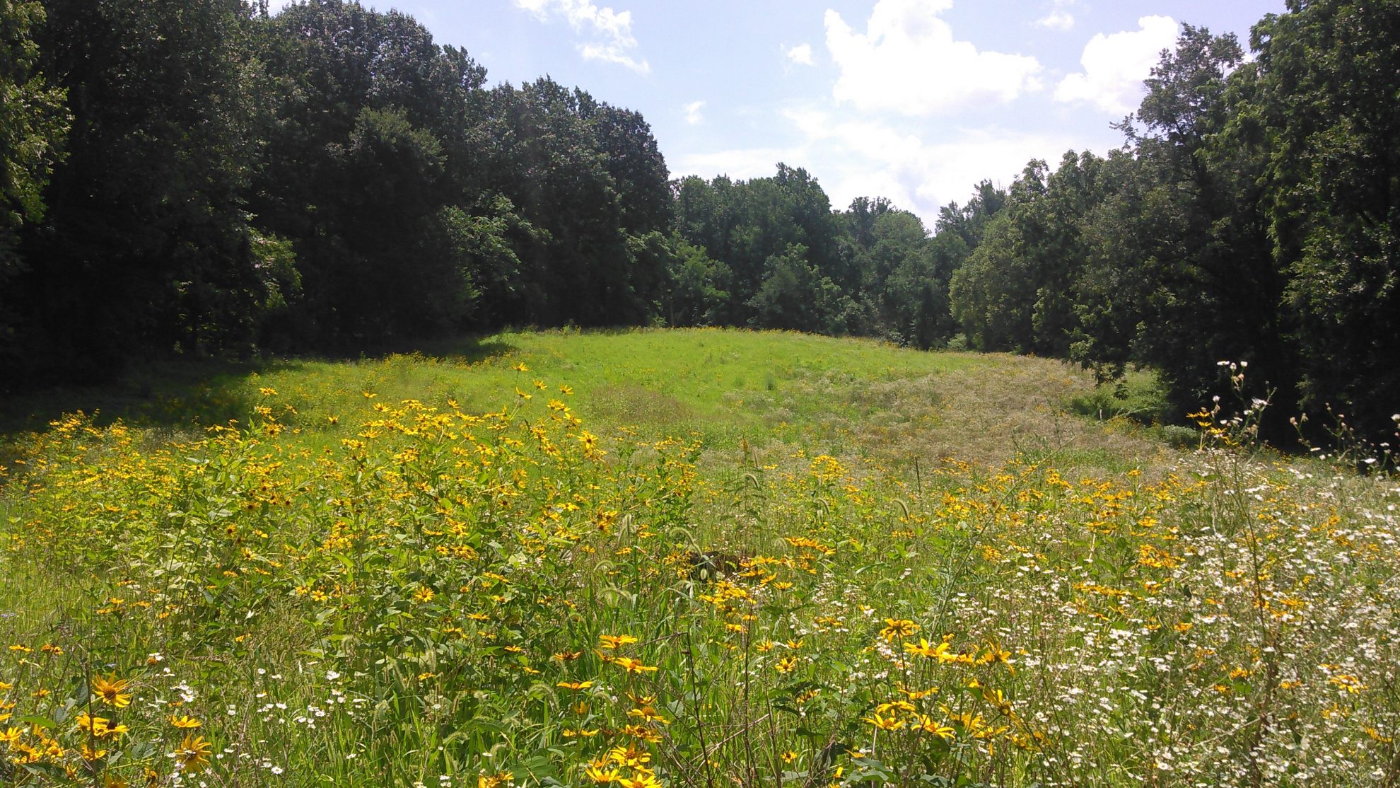 Landscape and wildlife habitat documented in the Center’s archived imagery